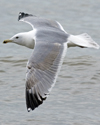 3cy argentatus in January. (80207 bytes)