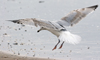 3cy argentatus in January. (80207 bytes)