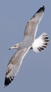 3cy argentatus in January. (80207 bytes)