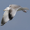 3cy argentatus in January. (80207 bytes)