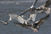 3cy argentatus in January. (80207 bytes)
