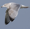 3cy argentatus in January. (80207 bytes)