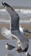 3cy argentatus in January. (80207 bytes)