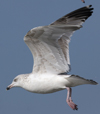 3cy argentatus in January. (80207 bytes)