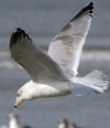 3cy argentatus in January. (80207 bytes)