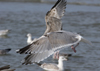 3cy argentatus in January. (80207 bytes)