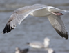 3cy argentatus in January. (80207 bytes)