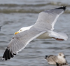 3cy argentatus in January. (80207 bytes)
