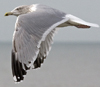 3cy argentatus in January. (80207 bytes)