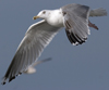 3cy argentatus in January. (80207 bytes)