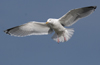 3cy argentatus in January. (80207 bytes)