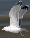 3cy argentatus in January. (80207 bytes)