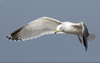 3cy argentatus in January. (80207 bytes)