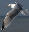 3cy argentatus in January. (80207 bytes)