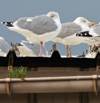 adult argenteus in November, ringed in Belgium. (70458 bytes)