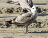 3cy argentatus in January. (80207 bytes)