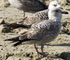 3cy argentatus in January. (80207 bytes)