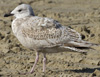 3cy argentatus in January. (80207 bytes)
