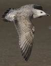 3cy argentatus in January. (80207 bytes)