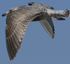 3cy argentatus in January. (80207 bytes)
