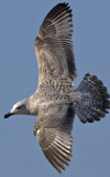 3cy argentatus in January. (80207 bytes)