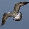 3cy argentatus in January. (80207 bytes)