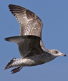 3cy argentatus in January. (80207 bytes)