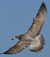 3cy argentatus in January. (80207 bytes)