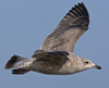3cy argentatus in January. (80207 bytes)
