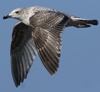 3cy argentatus in January. (80207 bytes)