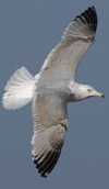 3cy argentatus in January. (80207 bytes)
