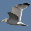 3cy argentatus in January. (80207 bytes)