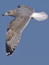3cy argentatus in January. (80207 bytes)