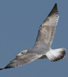 3cy argentatus in January. (80207 bytes)