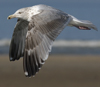 3cy argentatus in January. (80207 bytes)