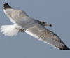 3cy argentatus in January. (80207 bytes)