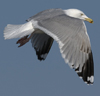 3cy argentatus in January. (80207 bytes)