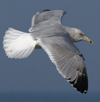 3cy argentatus in January. (80207 bytes)