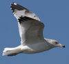 3cy argentatus in January. (80207 bytes)
