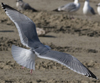 3cy argentatus in January. (80207 bytes)