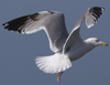 3cy argentatus in January. (80207 bytes)
