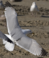 3cy argentatus in January. (80207 bytes)