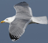 3cy argentatus in January. (80207 bytes)