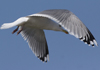 3cy argentatus in January. (80207 bytes)