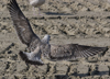 3cy argentatus in January. (80207 bytes)