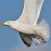 Herring Gull
