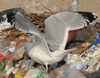 Herring Gull