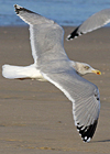 3cy argentatus in January. (80207 bytes)