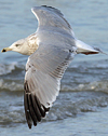 3cy argentatus in January. (80207 bytes)
