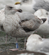 1cy argenteus in November, ringed in Belgium. (25637 bytes)